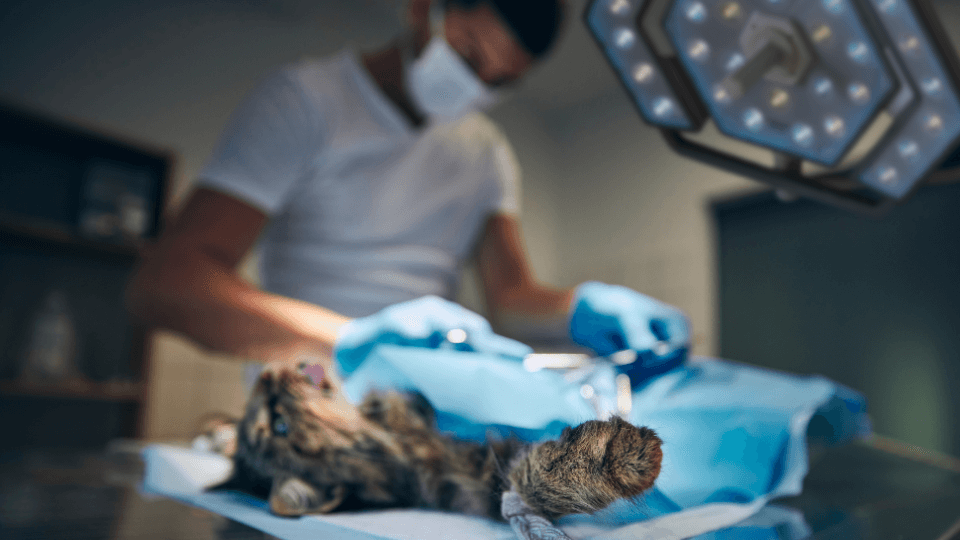 Veterinary & Allied Healthcare