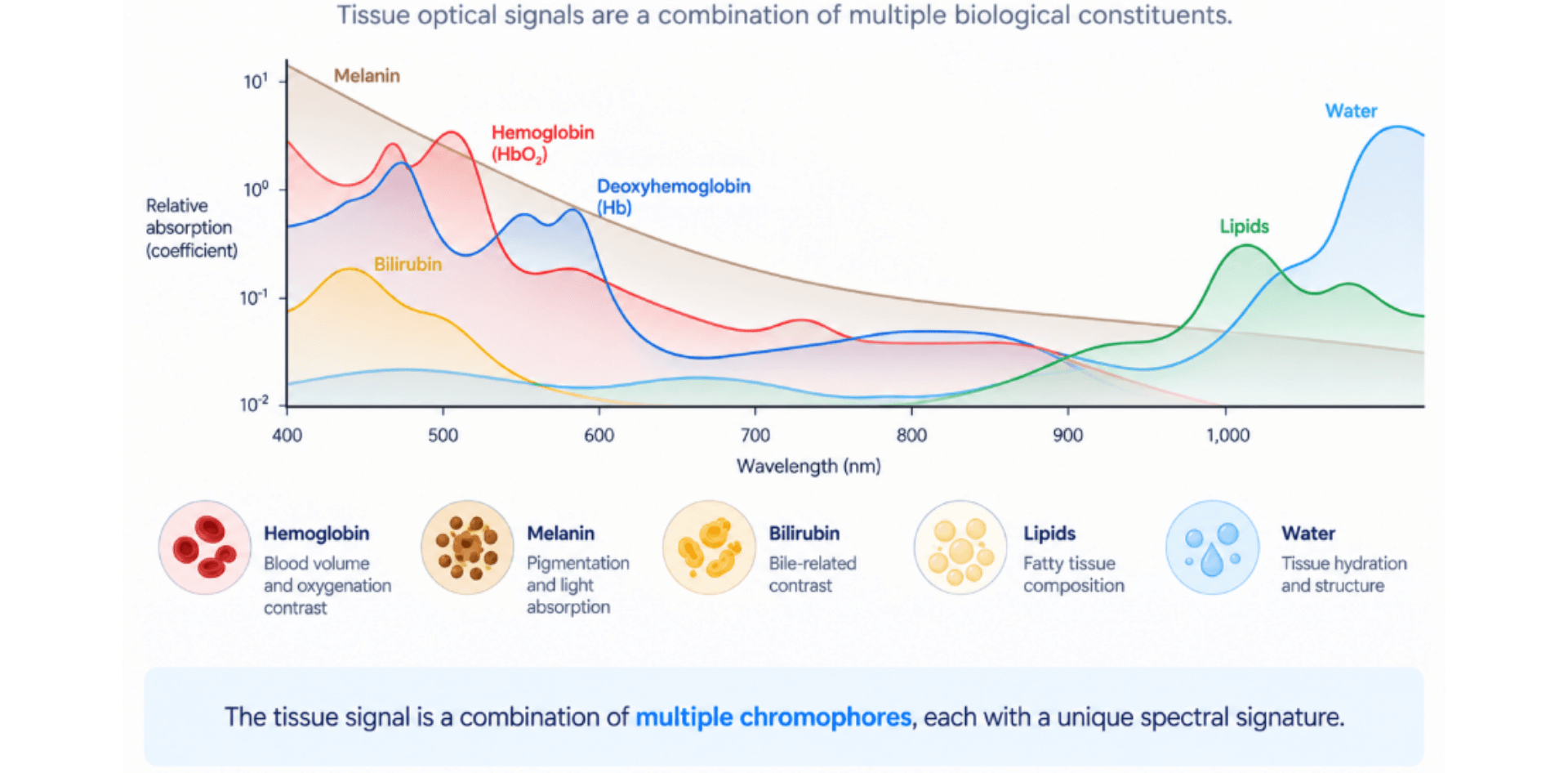 Absorption spectra of endogenous chromophores across visible and near-infrared wavelengths